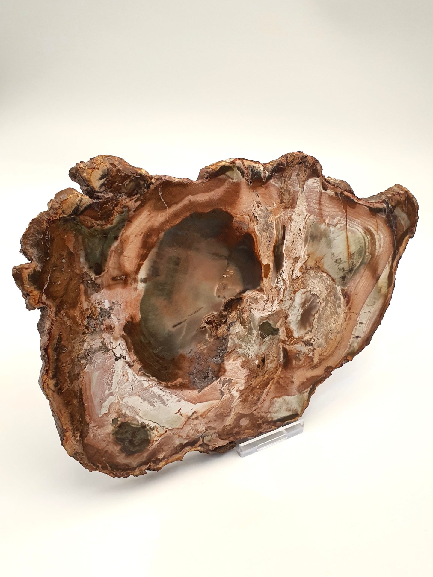 Petrified Wood Slice