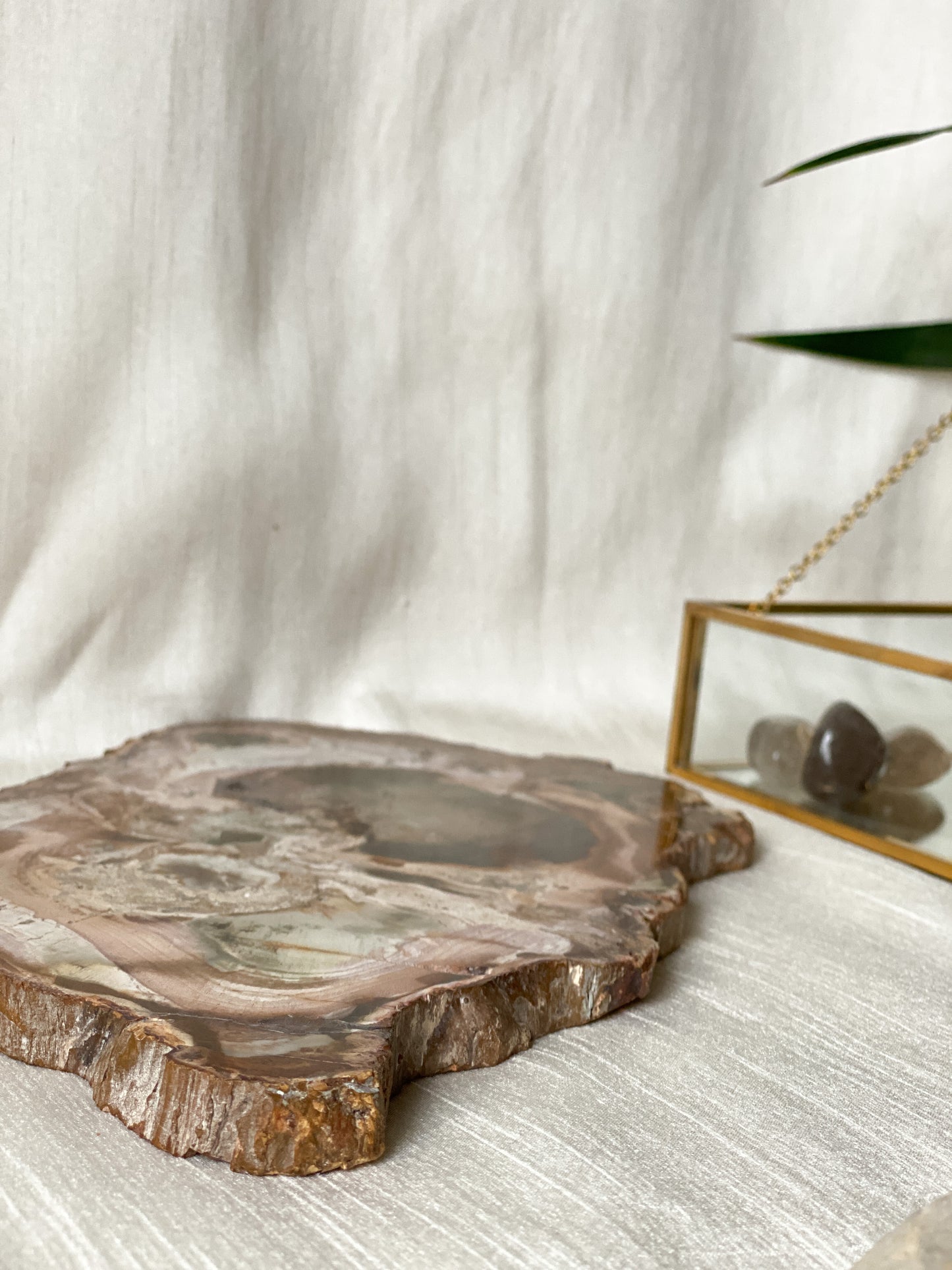 Petrified Wood Slice