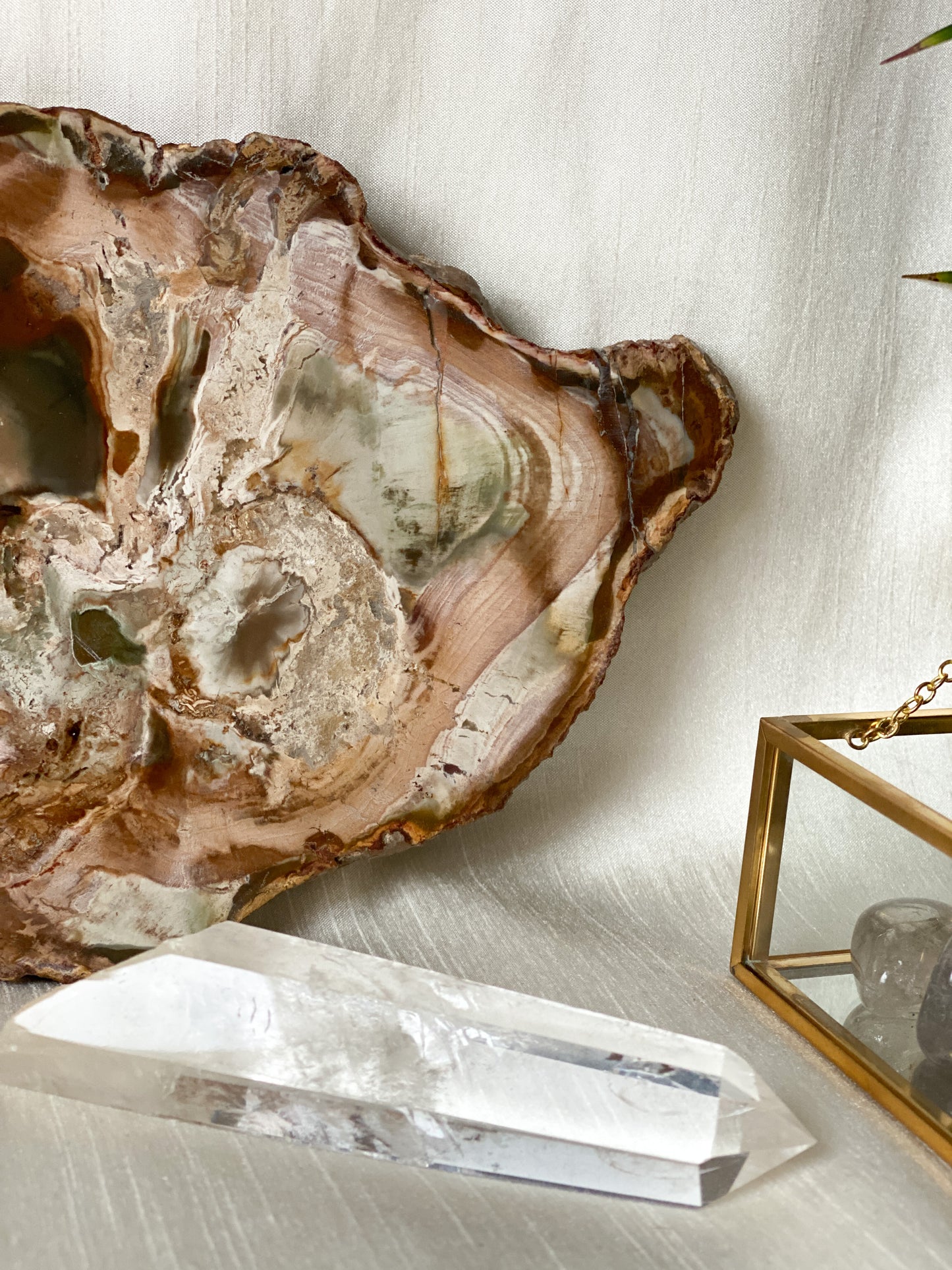 Petrified Wood Slice