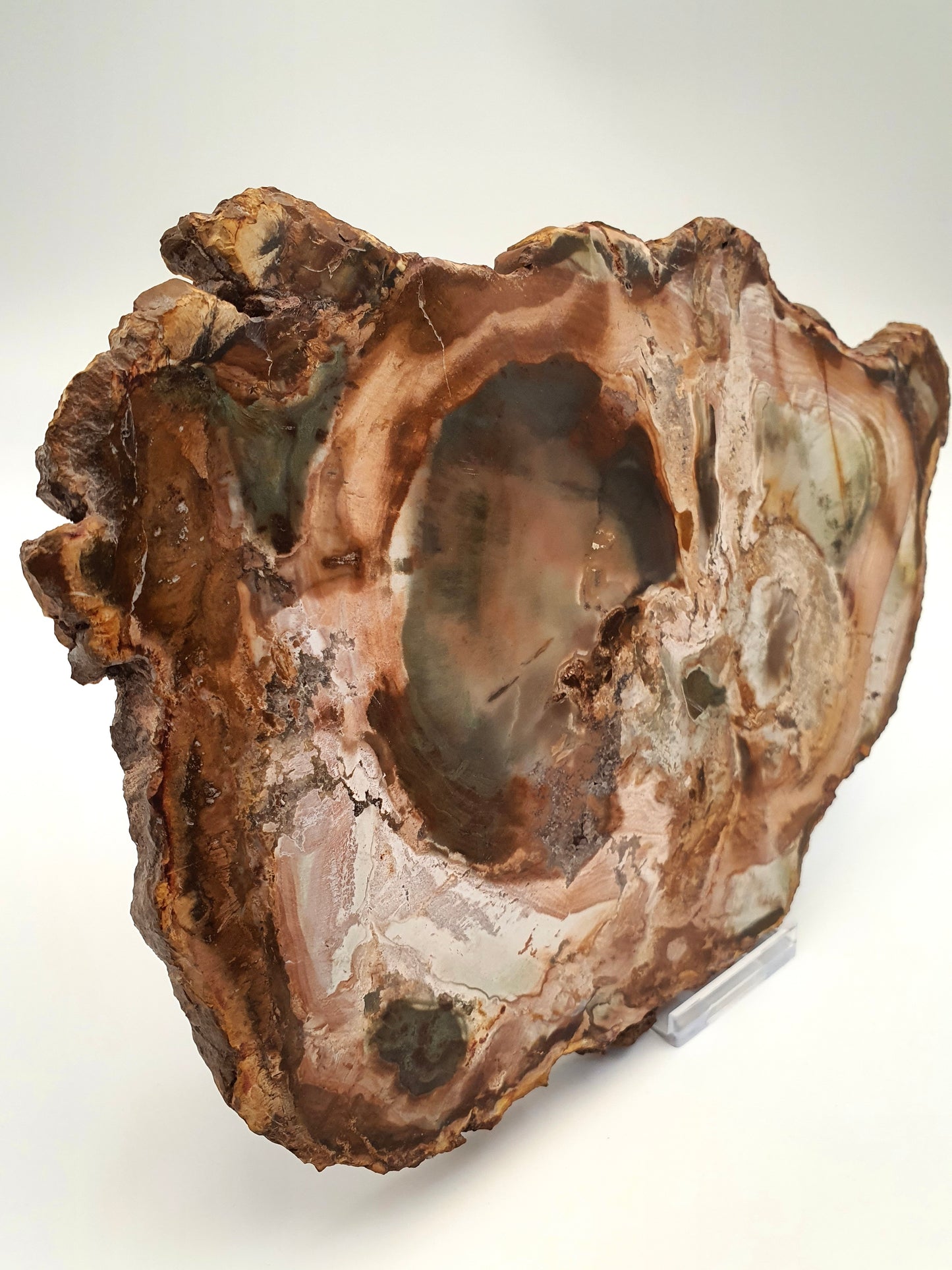 Petrified Wood Slice