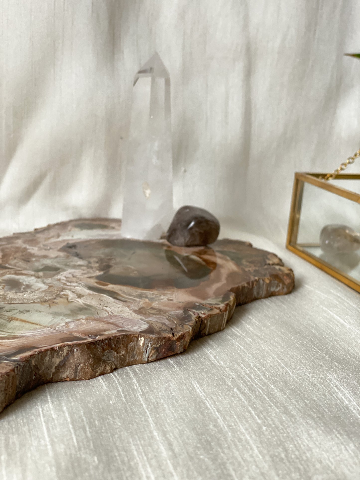 Petrified Wood Slice