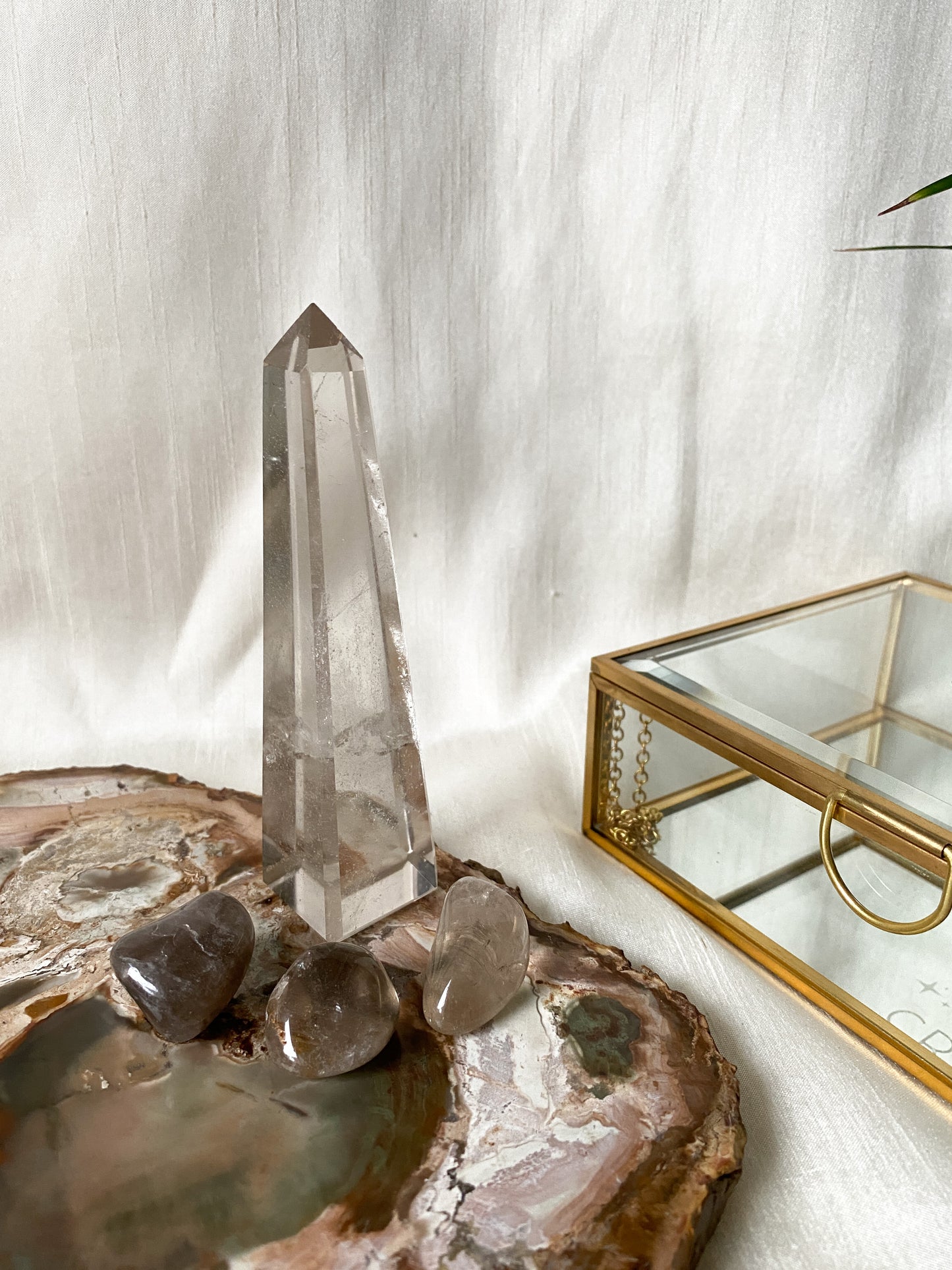 Petrified Wood Slice