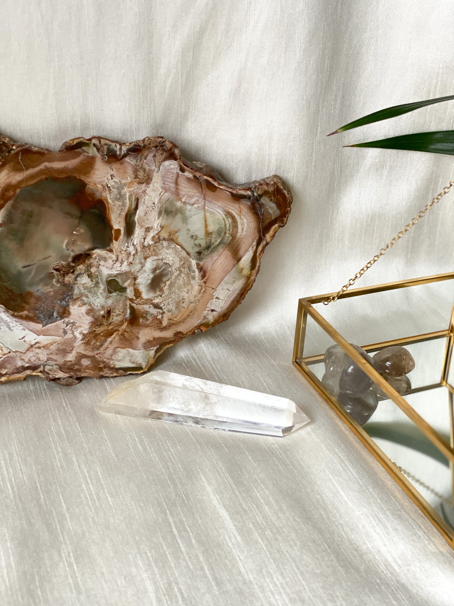 Petrified Wood Slice