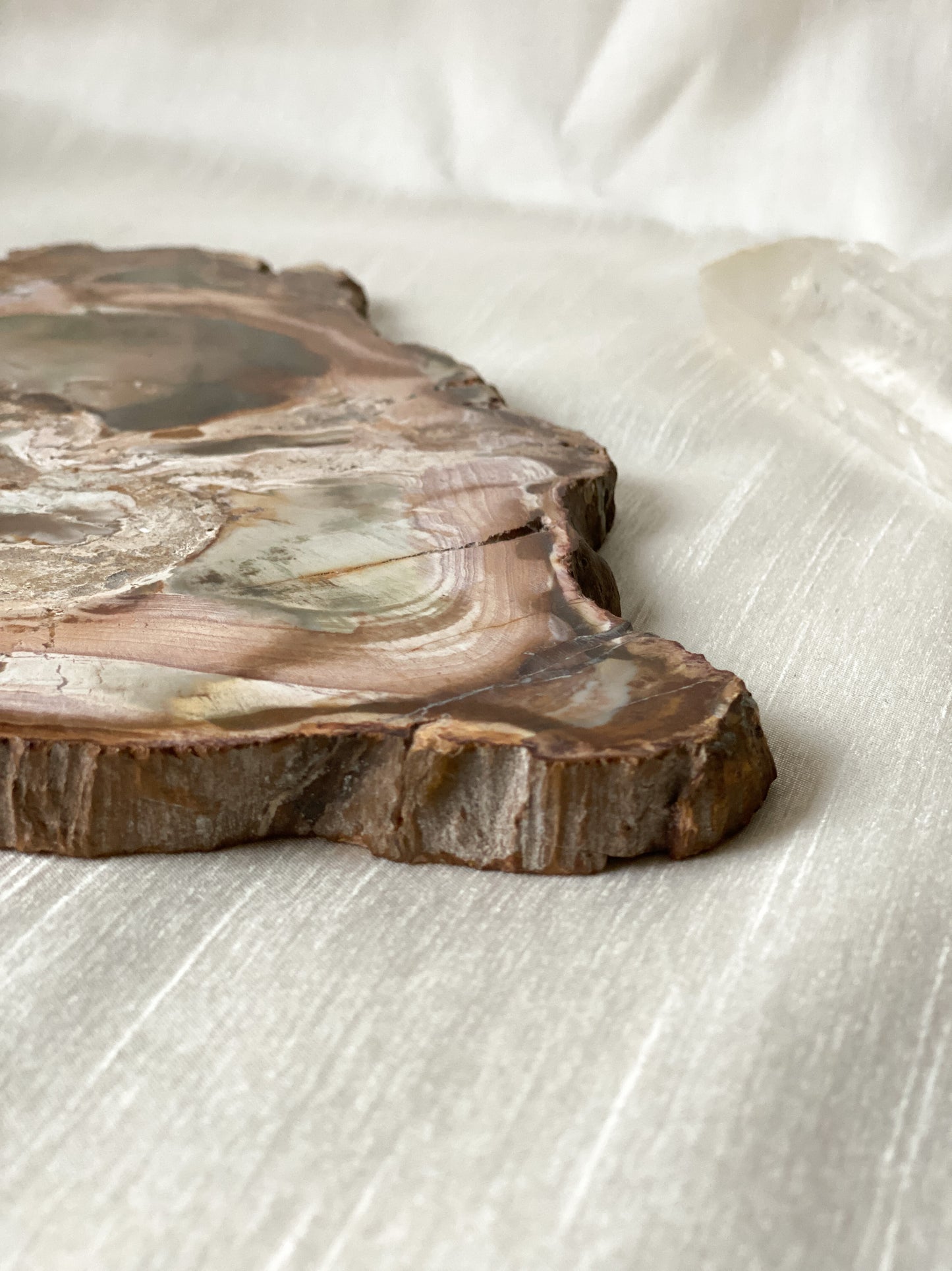 Petrified Wood Slice