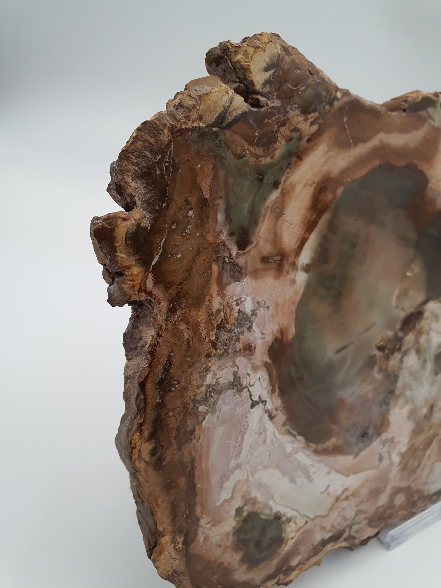 Petrified Wood Slice