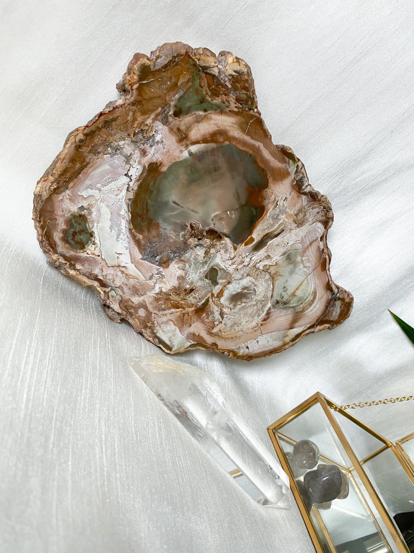 Petrified Wood Slice