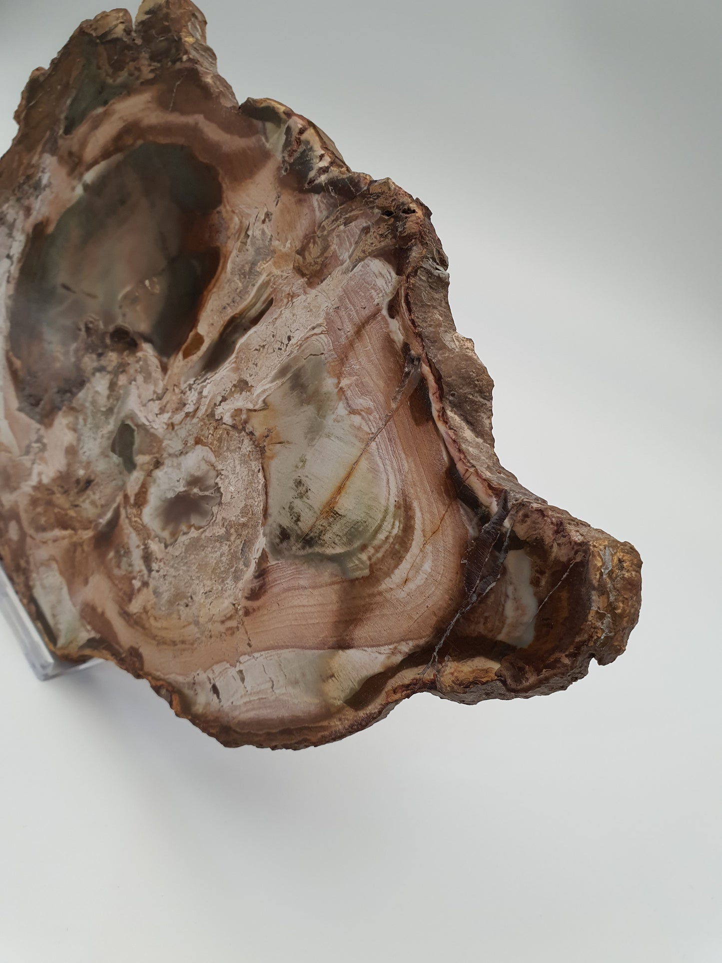 Petrified Wood Slice