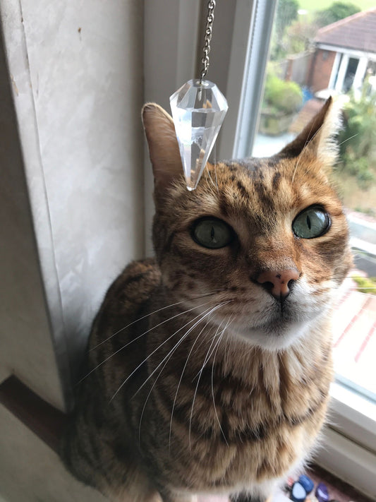 Crystals for animals. Clear Quartz for cats