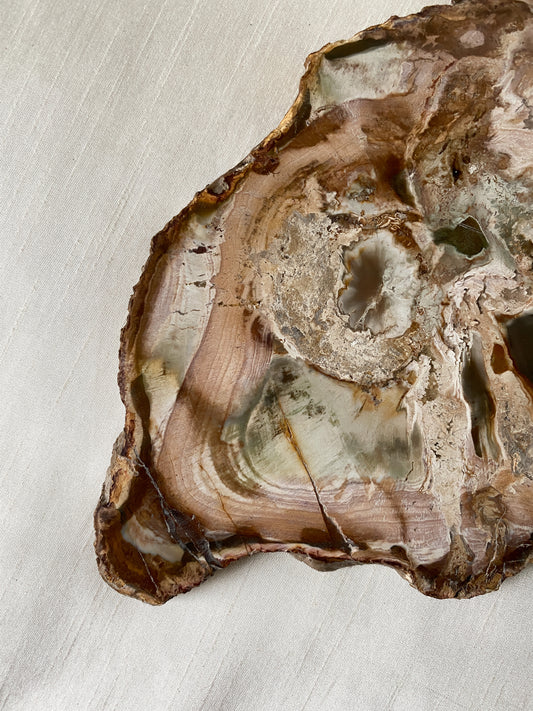 Petrified Wood Slice