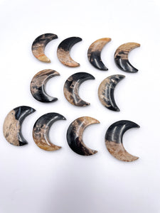Palm Root Moon