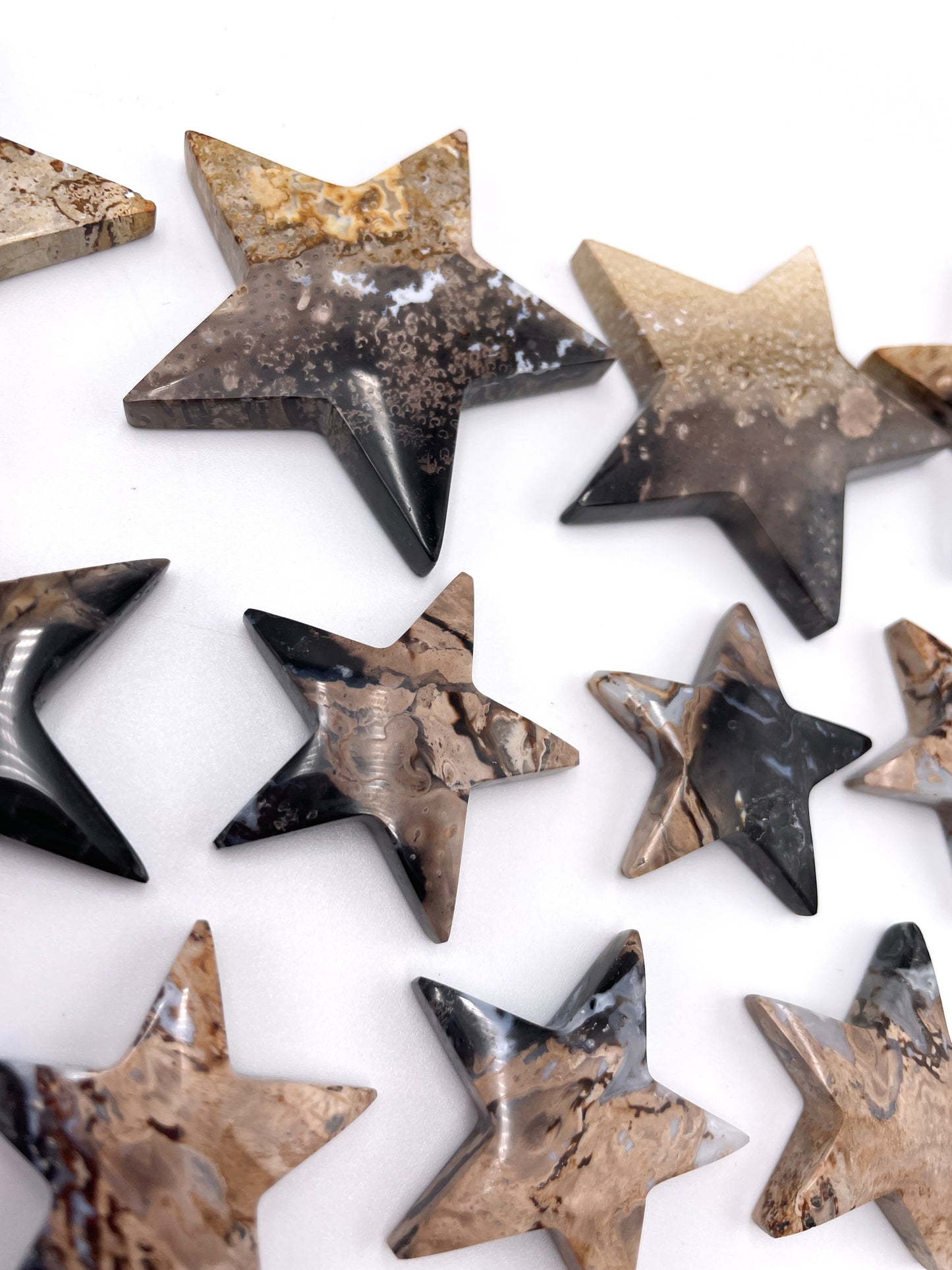 Palm Root Star