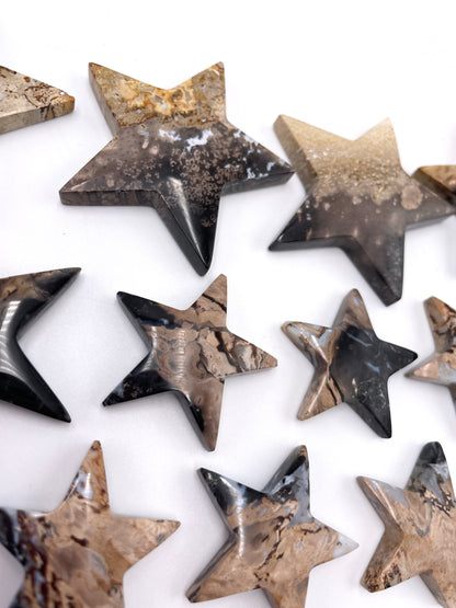 Palm Root Star