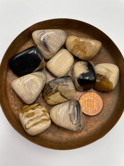 Petrified Wood Tumbled Stone