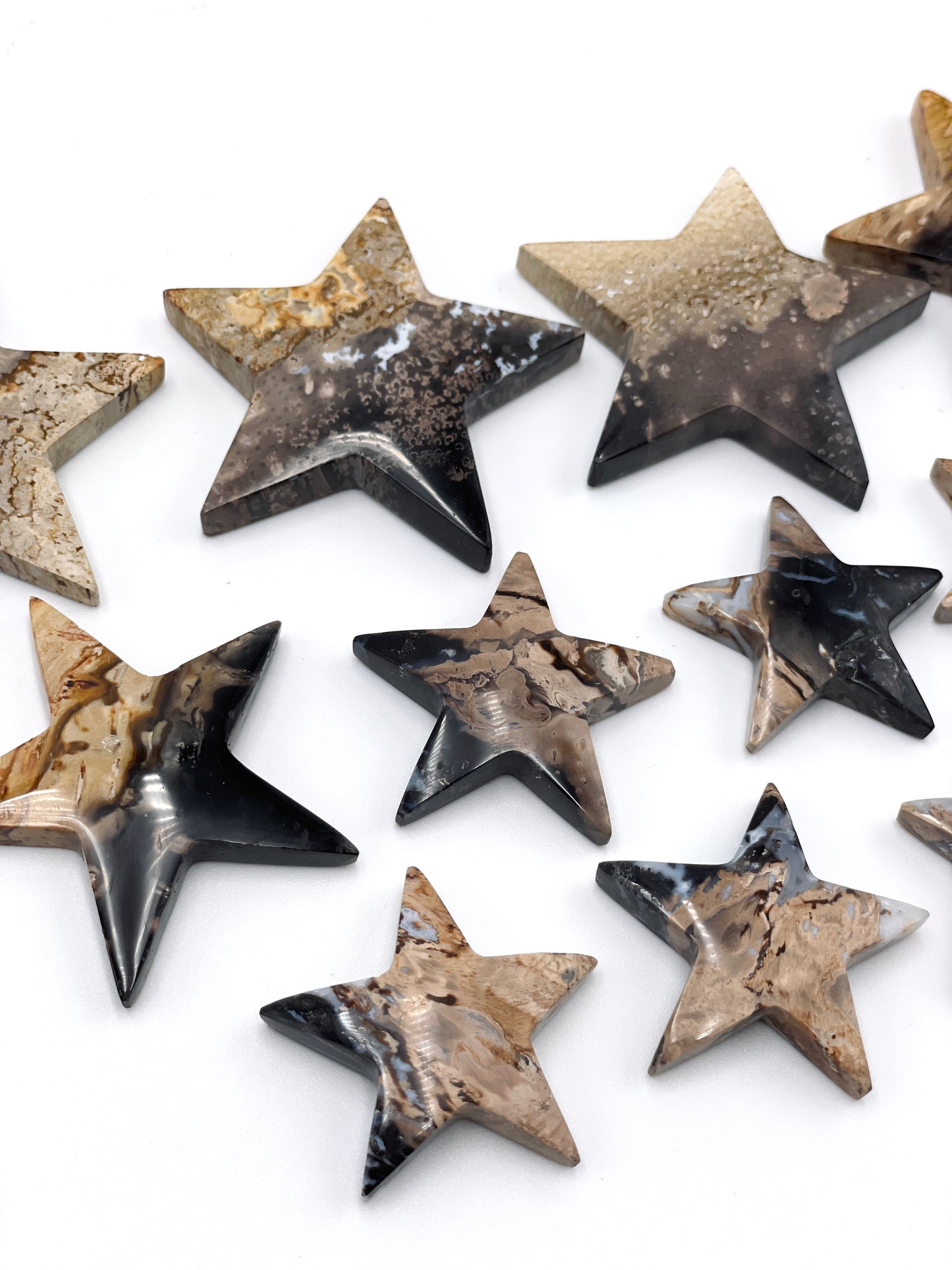 Palm Root Star