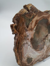 Load image into Gallery viewer, Petrified Wood Slice
