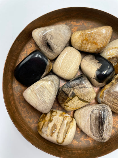 Petrified Wood Tumbled Stone